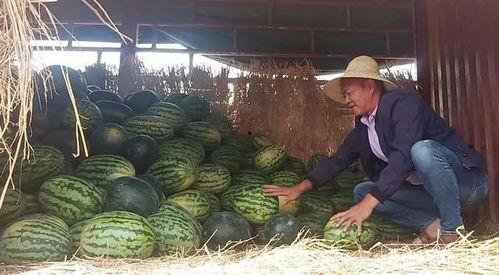 瓜农吃瓜网,揭秘瓜农生活,畅享田园乐趣