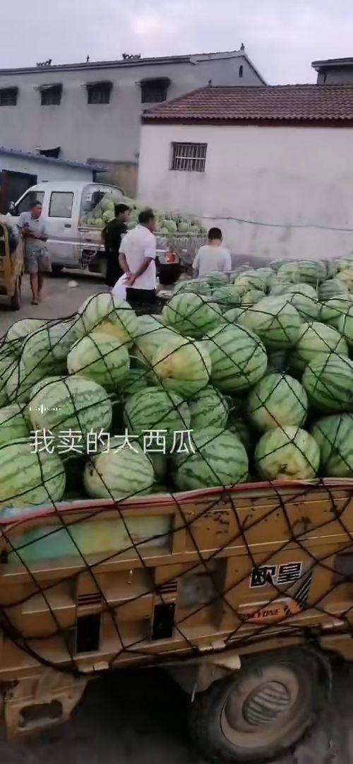网上到处吃瓜,揭秘网络八卦背后的文化现象