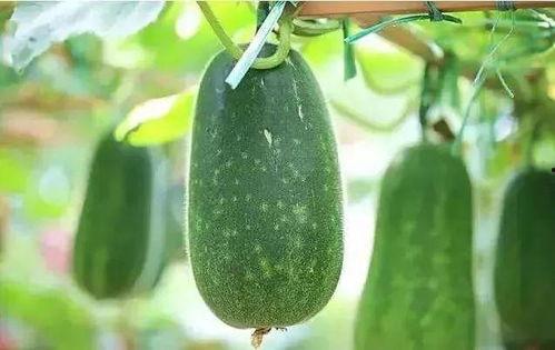 春吃夏吃瓜,春吃夏吃瓜，养生之道尽在其中