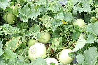 小宝吃土瓜,小宝的土瓜美食之旅