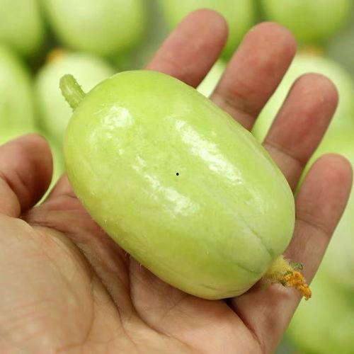 孕妇可以吃玉女瓜,玉女瓜助力母婴健康