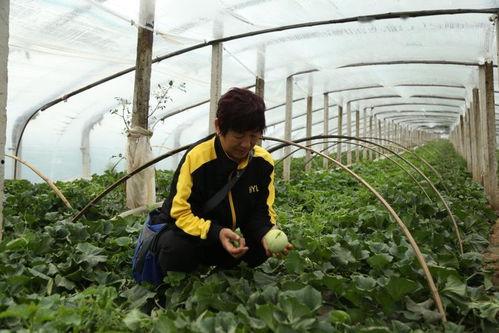 招远吃瓜直播,招远吃瓜事件，带你一探究竟