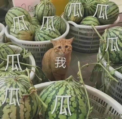 2021 吃瓜,笑料百出，揭秘娱乐圈风云