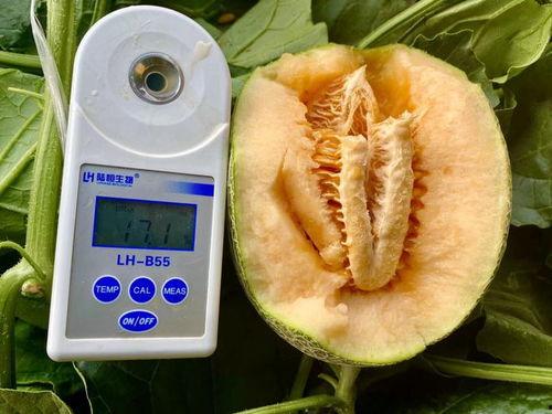 大学最全吃瓜合集,最全吃瓜合集，笑料百出，揭秘校园生活点滴