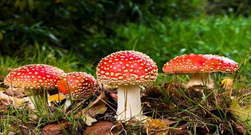 吃瓜视频大全野生蘑菇,吃瓜视频带你领略大自然的馈赠