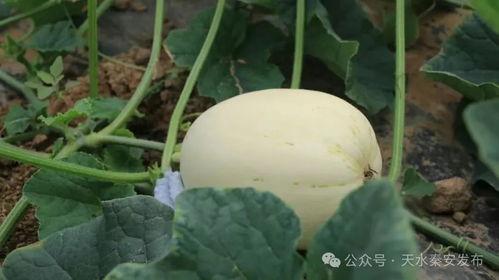 香白瓜怎么吃,解锁夏日清新美味