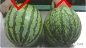 二黑皮吃瓜,揭秘娱乐圈幕后故事