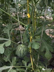 郑州吃瓜西宁,一场美食与文化的碰撞之旅