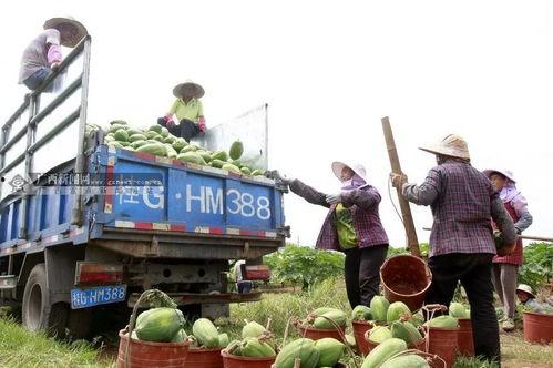 广西吃瓜新闻,揭秘当地热点事件背后的故事与争议”