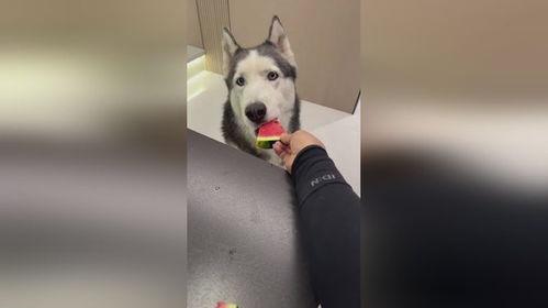 聪明的狗狗吃瓜,揭秘宠物界的“美食侦探”