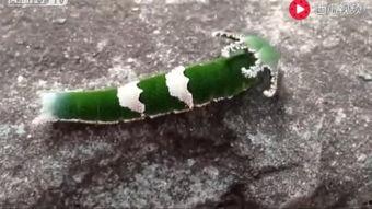 动物学习吃瓜视频,动物学习吃瓜的趣味瞬间