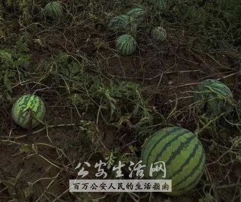 吃瓜群众能当采瓜大盗吗