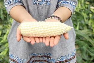 特别吃玉米瓜甜,玉米瓜的甜蜜诱惑