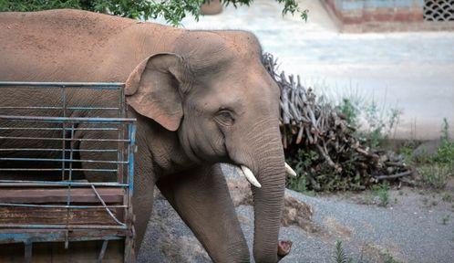 岛国吃瓜野象群,吃瓜野象群引发全民热议