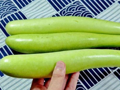 瓠子瓜可以煎着吃吗,煎食新体验