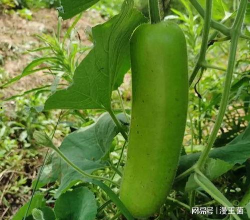 如何吃瓠子瓜,解锁美味新体验