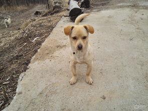 狗可以吃黄色瓜,揭秘黄色瓜果的神奇魅力