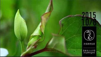 吃煎中药能吃生瓜梨枣