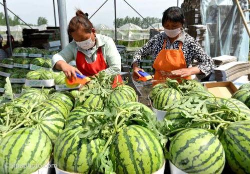 吃瓜不懂法律,吃瓜群众如何避免误入法律陷阱