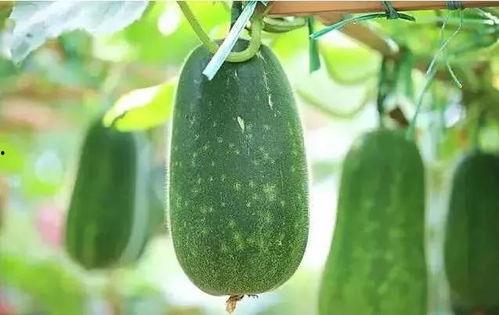 瓜哥带你吃瓜野生篇全集