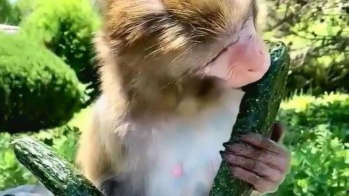 猴子吃麒麟瓜好吗,一场奇幻的味蕾冒险